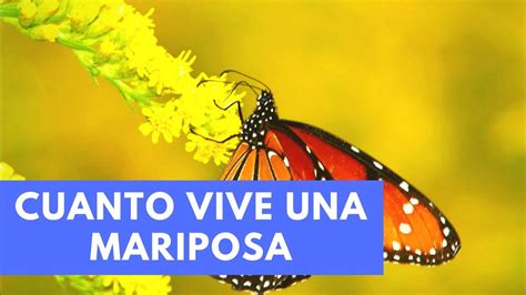 Cuanto Tiempo Vive Una Mariposa Y Como Se Alimentan 2020