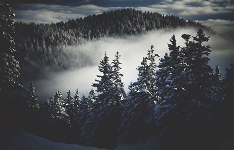 dark winter snow trees mist nature wallpapers hd desktop