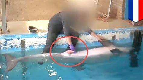 dolphin getting a tugjob to ‘de stress it at dutch dolphinarium caught on camera tomonews