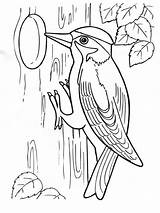 Woodpecker Coloring Pages Drawing Woodpeckers Color Printable Birds Kids Getdrawings Pileated Getcolorings Recommended sketch template