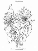 Coloring Root Balsam Choose Board Flower Drawing sketch template