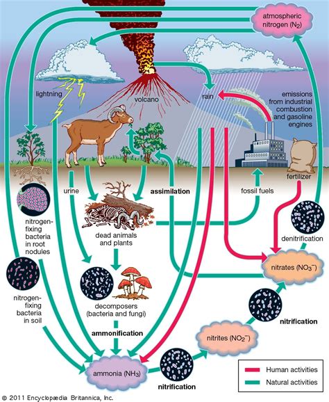 nitrogen fixation definition process examples types facts britannica