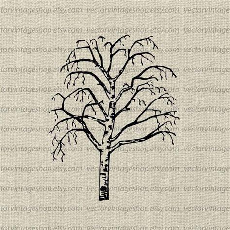 Birch Tree Svg File Vintage Vector Illustration Leafless Etsy