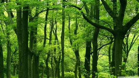 green forest wallpapers 75 background pictures