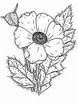 Coloring Poppy Pages Wildflower Drawing Printable Color Nature Remembrance Drawings Getdrawings Comments sketch template