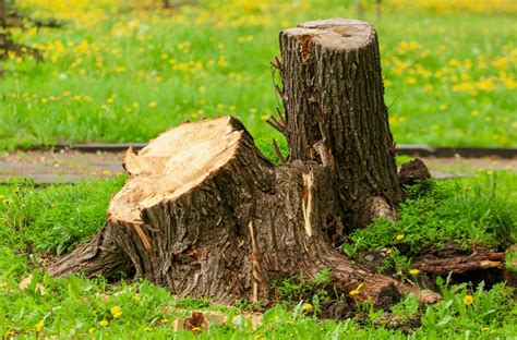 tree stump   stumped   removed keil tree experts