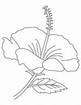 Hibiscus Flower Coloring Pages Drawing Flowers Malaysia National Printable Print Kids Colouring Outline Clipart Para Drawings Color Colorear Flores Plant sketch template