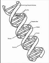 Dna Coloring Drawing Sheet Kids Pages Helix Science Printable Getdrawings Color Getcolorings Print sketch template