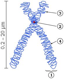 chromosome simple english wikipedia   encyclopedia