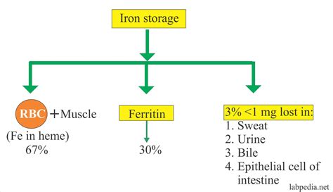 total iron binding capacity tibc transferrin  transferrin