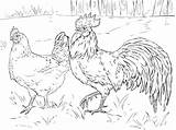 Coloring Rooster Hen Pages Printable Chicken Drawings Chickens Coq Poule Et Coloriage Supercoloring Colouring Farm Categories Super Adult Folk sketch template
