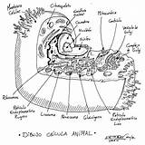 Celula Animal Eucariota Vegetal Célula Imagenpng Paraimprimir sketch template