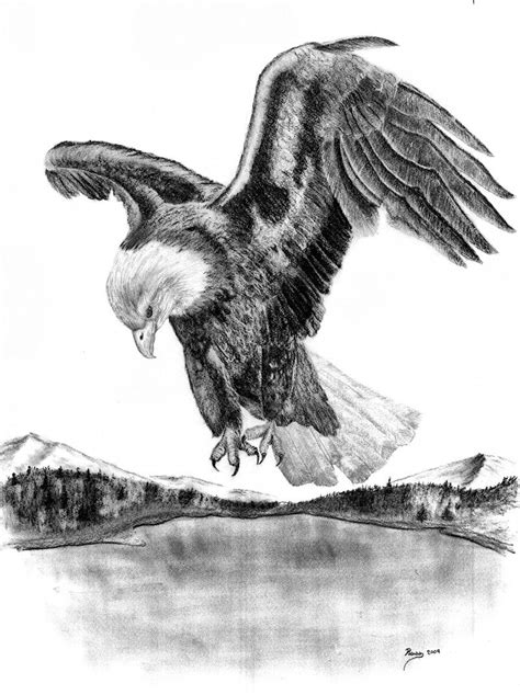 drawings  american bald eagles charcoal drawing american bald