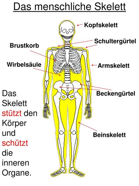 das menschliche skelett powerpoint  id