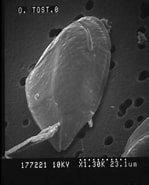 Afbeeldingsresultaten voor "ostreopsis Labens". Grootte: 149 x 185. Bron: www.marinespecies.org