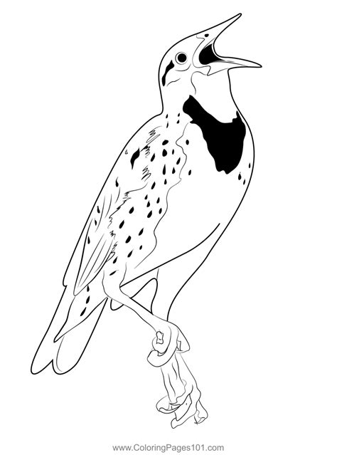 great blue meadowlark bird coloring page  kids   world