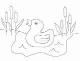 Coloring Tadpole Pond Duck Pages Duckie Folk Froggie Umbrella Getcolorings Wee Cycle Life Appliques Getdrawings sketch template