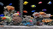 Image result for Vista Screensaver Fish Tank. Size: 182 x 100. Source: wallpapersafari.com