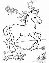 Malvorlagen Pferde Ausmalbilder Ausdrucken Pasture Süße Hunde Foals sketch template