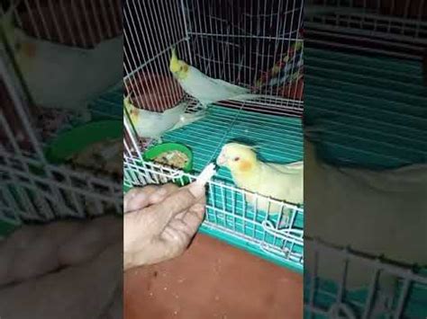 home parrot youtube