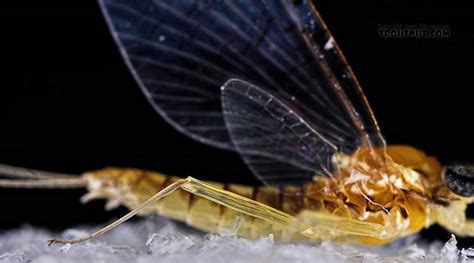 female leucrocuta hebe little yellow quill mayfly