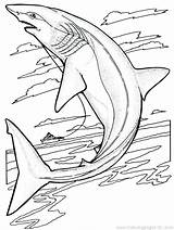 Coloring Pages Sharks Jose San Printable Getcolorings Shark sketch template