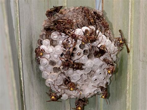 Doctors Are Warning Women To Not Stick Wasp Nests In Their Privates