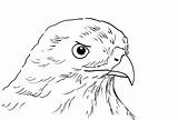 Hawk Coloring Pages Printables Printable Samanthasbell sketch template