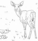 Colorare Cervo Biche Venado Hembra Mule Mulo Bura Disegni Supercoloring Ciervo Lusso Animali Ausmalbilder Ciervos Immagini Printmania sketch template