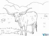 Cow Longhorn Hereford Horned sketch template