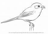 Shrike Loggerhead Draw Drawing Step Tutorials Birds Drawingtutorials101 sketch template