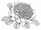 Waratah Telopea Speciosissima Emblems Wildflowers Botanical Tattoo Marion Westmacott Designlooter sketch template