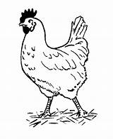 Huhn Malvorlagen Malvorlage sketch template