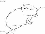 Tundra Mammals Lemming sketch template
