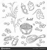 Lentil Plant Vector Lentils Illustration Drawn Hand Drawing Stock Pods Peas Scoop Isolated Sketches Background Depositphotos Preview sketch template