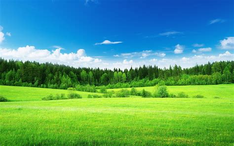 green meadows wallpaper