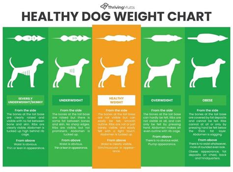 dog  fat     dog slim  healthy