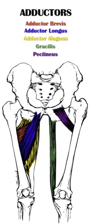 The Definitive Guide To Hip Adductor Anatomy Exercises