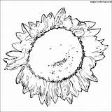 Coloring Sunflower sketch template