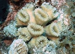 Afbeeldingsresultaten voor "eusmilia Fastigiata". Grootte: 149 x 106. Bron: coralpedia.bio.warwick.ac.uk