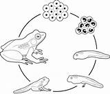 Tadpole Frogspawn Px Clipground sketch template