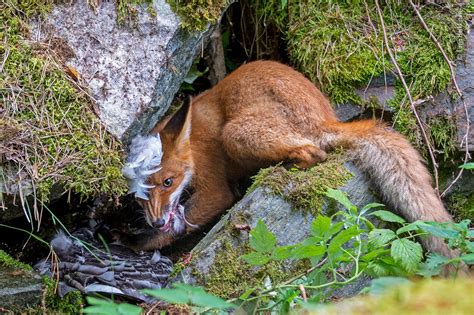 wildlife photographer   year das sind die besten tierbilder des jahres bild  geo