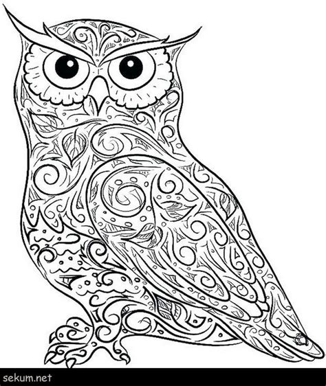 cute owl coloring pages  adults  cute coloring page
