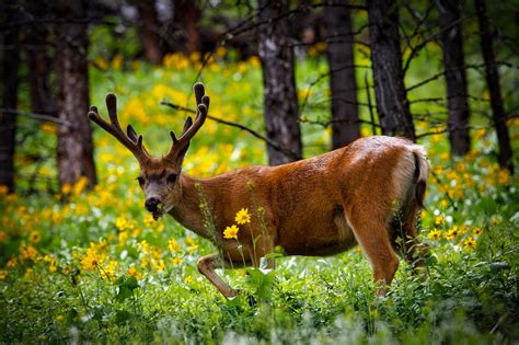 images landscape nature forest grass wilderness meadow