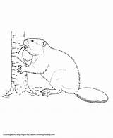 Beaver Coloring Pages Tree Cutting Printable Down Animals Animal Wild Honkingdonkey Drawing Sheets Sheet Colouring Drawings Kids Stencils Print Next sketch template