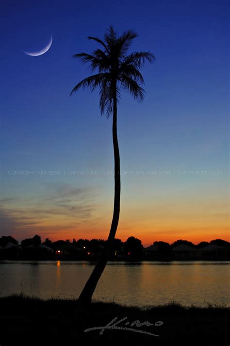 coconut palm tree   crescent moon