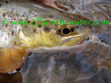 2bonthewater guide service photographs 2016check out the facebook