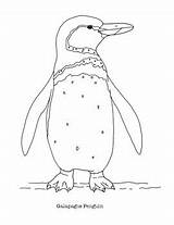 Penguin Galapagos Coloring Draw Mama Created sketch template