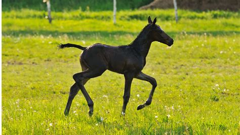 baby horses change color   age foal colors explored