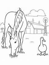 Horse Printable Caballo Caballos Cai Colorat Duck Planse Farms Crayon Pastando Pferde Granja Animais Ausmalbilder Galerías Malvorlagen Wonder Dibujoswiki Coloringfolder sketch template